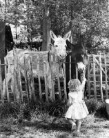 Picture of Travels with a Donkey, with a child feeding them