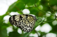 Picture of tree nymph butterfly side view