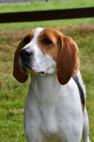 Picture of Treeing Walker Coonhound portrait