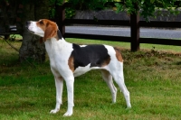 Picture of Treeing Walker Coonhound, side view