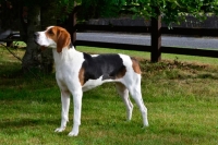 Picture of Treeing Walker Coonhound