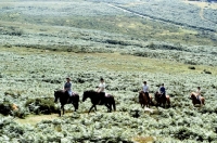 Picture of trekking on dartmoor riding dartmoor ponies