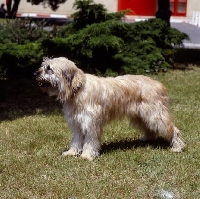 Picture of trena de campdura, gos d'atura standing on grass