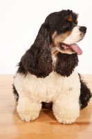 Picture of tri-colour American Cocker Spaniel