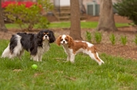 Picture of tri-colour and blenheim Cavalier King Charles Spaniel