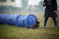 Picture of tri-colour longhaired chihuaha sitting outside of a tunnel after completing an exercise, waiting for the owner's instructions