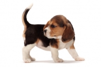 Picture of tri-coloured Beagle puppy on white background
