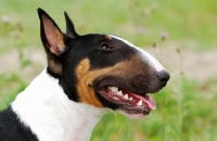 Picture of tri-coloured Bull Terrier profile