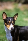 Picture of tri colour basenji, portrait