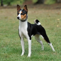 Picture of tri colour basenji stood on grass