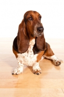 Picture of tri colour Basset Hound sitting down on wooden floor