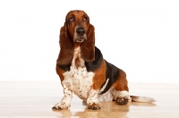 Picture of tri colour Basset Hound sitting down
