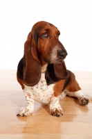 Picture of tri colour Basset Hound sitting down on wooden floor