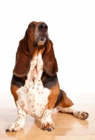 Picture of tri colour Basset Hound sitting down on wooden floor