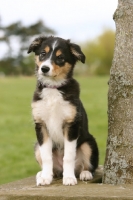 Picture of tri colour Border Collie puppy