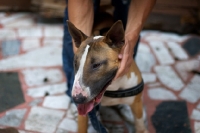 Picture of tri colour bull terrier standing while owner holds his neck