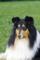 Picture of tri colour Collie