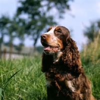 Picture of tri colour english cocker spaniel  portrait