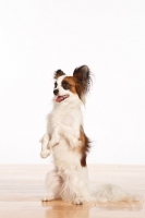 Picture of tri colour Papillon on hind legs