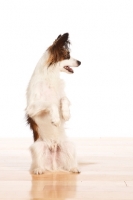 Picture of tri colour Papillon on hind legs, on wooden floor