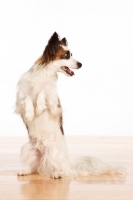 Picture of tri colour Papillon on hind legs