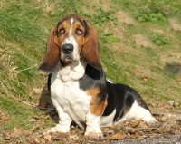 Picture of tri coloured Basset Hound