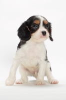 Picture of tri coloured Cavalier King Charles Spaniel puppy