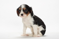 Picture of tri coloured Cavalier King Charles Spaniel puppy, sitting down