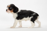 Picture of tri coloured Cavalier King Charles Spaniel puppy, side view