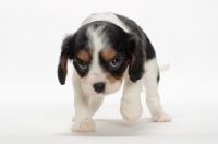 Picture of tri coloured Cavalier King Charles Spaniel puppy on white background