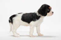 Picture of tri coloured Cavalier King Charles Spaniel puppy, side view
