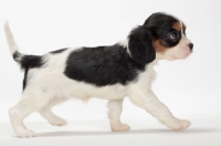 Picture of tri coloured Cavalier King Charles Spaniel puppy, walking