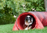 Picture of Tricolor Australian Shepherd exiting agility tunnel.