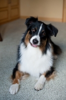 Picture of Tricolor Australian Shepherd lying indoors.