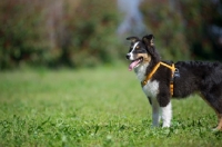 Picture of Tricolor australian shepherd puppy