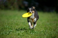 Picture of Tricolor australian shepherd puppy fetching frsibee
