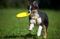 Picture of Tricolor australian shepherd puppy fetching frsibee