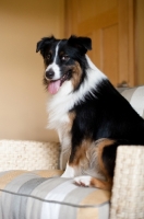 Picture of Tricolor Australian Shepherd sitting on chair, indoors.
