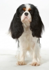 Picture of Tricolor Cavalier King Charles Spaniel front view