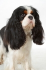 Picture of Tricolor Cavalier King Charles Spaniel looking away