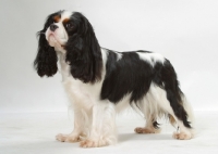 Picture of Tricolor Cavalier King Charles Spaniel standing