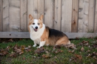 Picture of Tricolor Pembroke Corgi sitting in front of wooden fence on grass.
