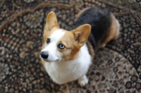 Picture of Tricolor Pembroke Corgi sitting on rug indoors.