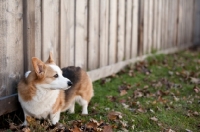 Picture of Tricolor Pembroke Corgi standing by wooden fence on grass.