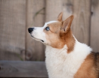 Picture of Tricolor Pembroke Corgi standing by wooden fence, looking up.