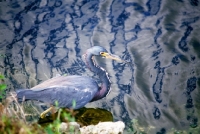 Picture of tricolored heron in the everglades