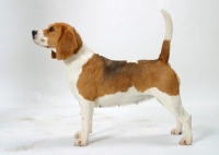 Picture of tricolour Beagle, Australian Champion