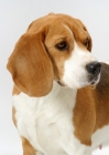 Picture of tricolour Beagle, Australian Champion, looking away