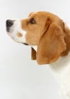 Picture of tricolour Beagle, Australian Champion, profile