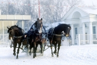 Picture of troika with three horses trotting in snow in russia